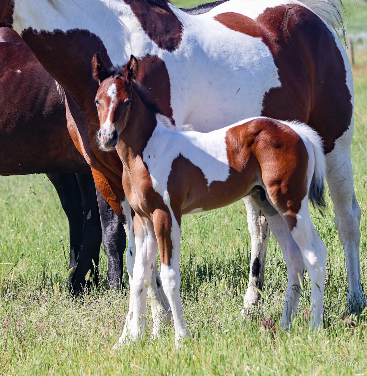Paint barrel horse prospect for sale - Dash For Perks, Indians Image