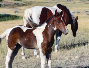 Tobiano Paint barrel and rope horse prospect