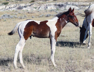 Tobiano Paint barrel and rope horse prospect