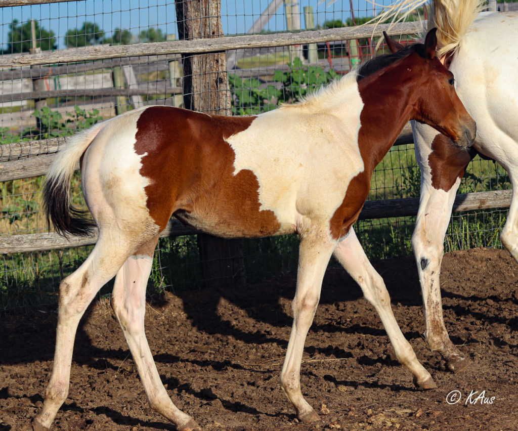 Half Thoroughbred filly for sale