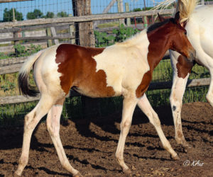 Half Thoroughbred filly for sale