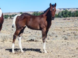 Bay tobiano Paint barrel bred filly right side