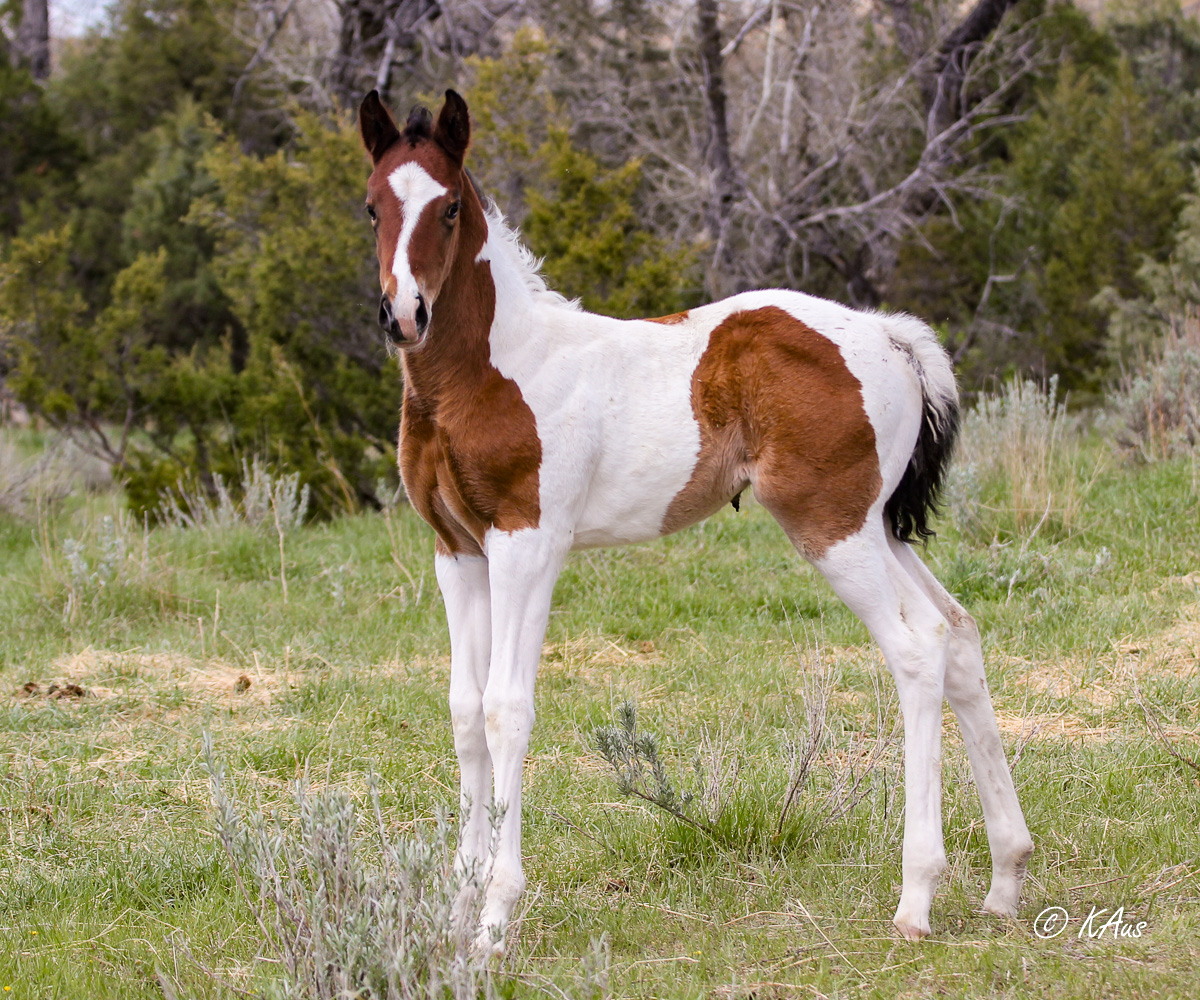 Half Thoroughbred APHA filly