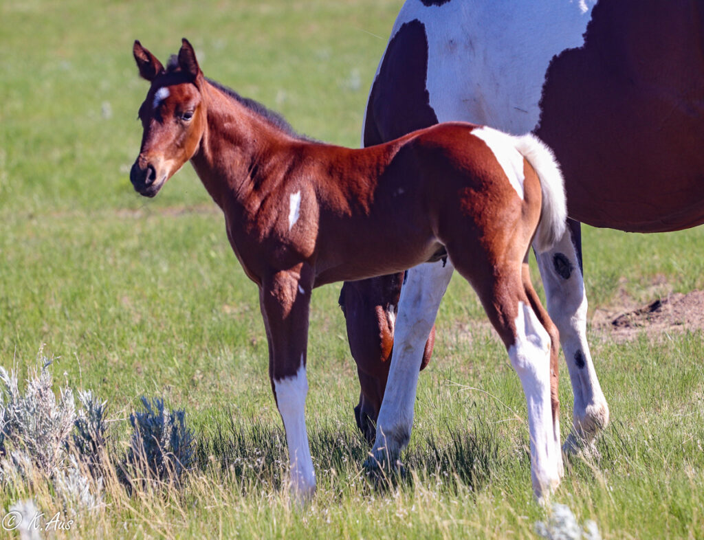Bay tobiano Paint barrel bred filly left side
