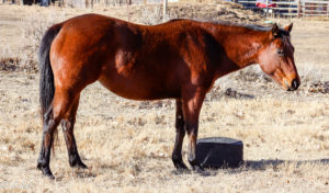 Athletic mare for sale