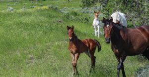 Mare and foal coming up a hill - barrel racing prospects