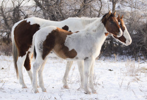 Well bred Paint colt for sale.