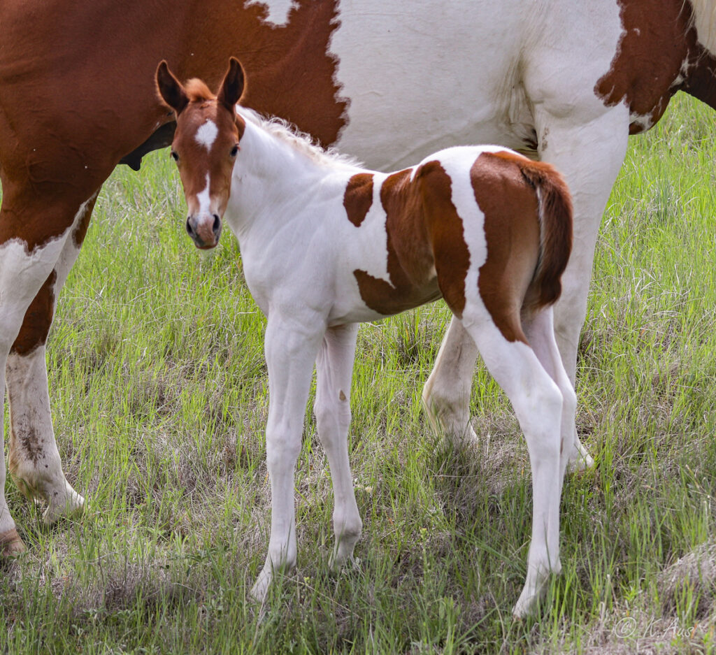 Sorrel tobiano Paint stud colt for sae