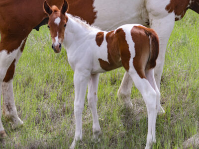 Sorrel tobiano Paint stud colt for sae