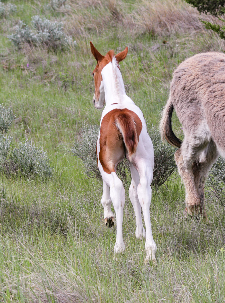 Rear shot of sorrel tobiano Paint colt