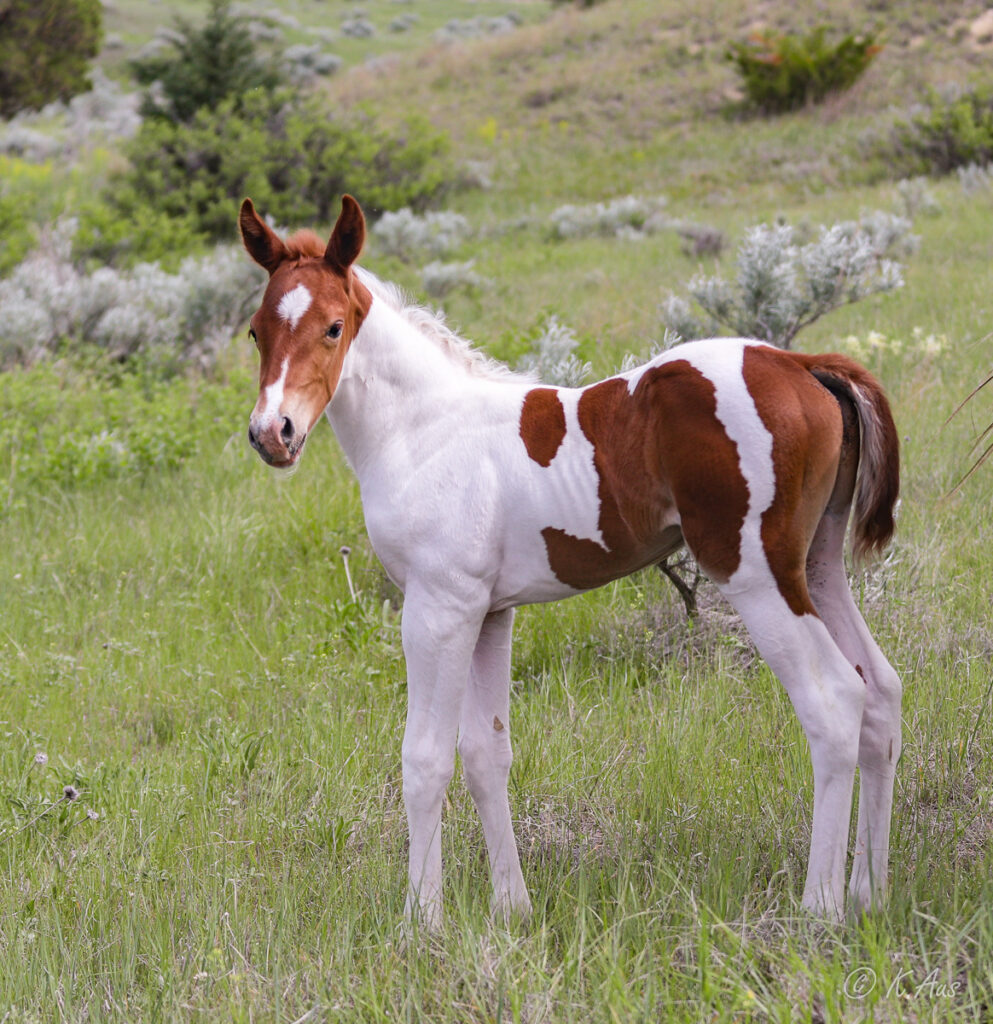 Sorrel tobiano Paint colt for sale