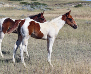 Sorrel tobiano Paint barrel and rope horse prospect