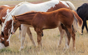 Dressage, hunter, jumper, or cross country prospect for sale.
