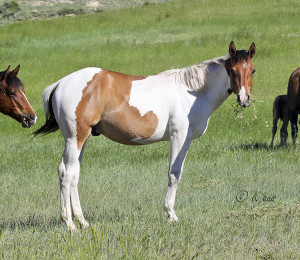 Dun tobiano APHA yearling for sale