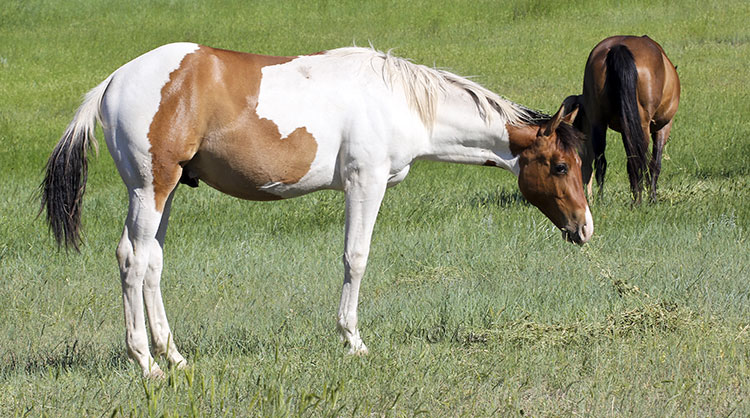 Dun tobiano Paint gelding for sale
