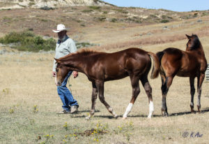 Solid Paint bred filly, eligible for PBRIF