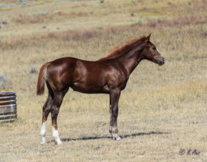 Solid Paint bred filly, eligible for PBRIF