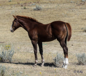 Solid Paint bred filly by CCs Last Warrior by Dash For Perks