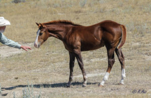 Solid Paint bred filly by CCs Last Warrior by Dash For Perks