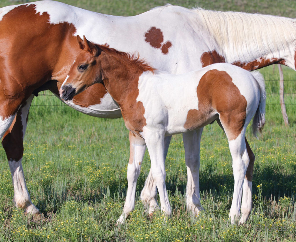 Tobiano filly - show and barrel racing prospect