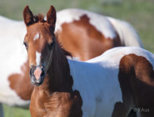 Tobiano filly - show and barrel racing prospect