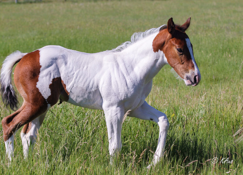 Tall tobiano filly - granddaughter of Seattle Slew
