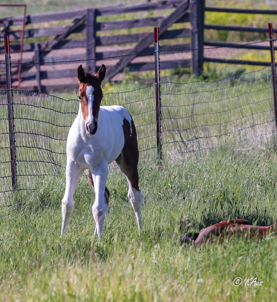 Tall tobiano filly - granddaughter of Seattle Slew