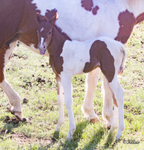Tobiano filly for sale