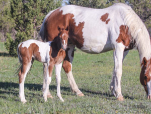 Tobiano filly with her dam