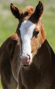 Beautiful solid Paint bred filly