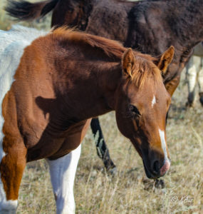 Show or barrel horse prospect tobiano filly