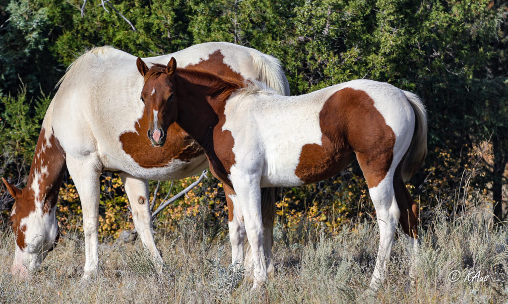 Tobiano filly - she's a show or barrel horse prospect