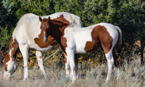 Tobiano filly - she's a show or barrel horse prospect