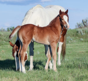 Beautiful solid Paint bred filly for sale