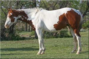 Paint barrel and rope horse broodmare.