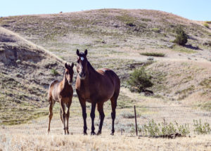 Barrel prospect with his dam, an own daughter of Rare Bar