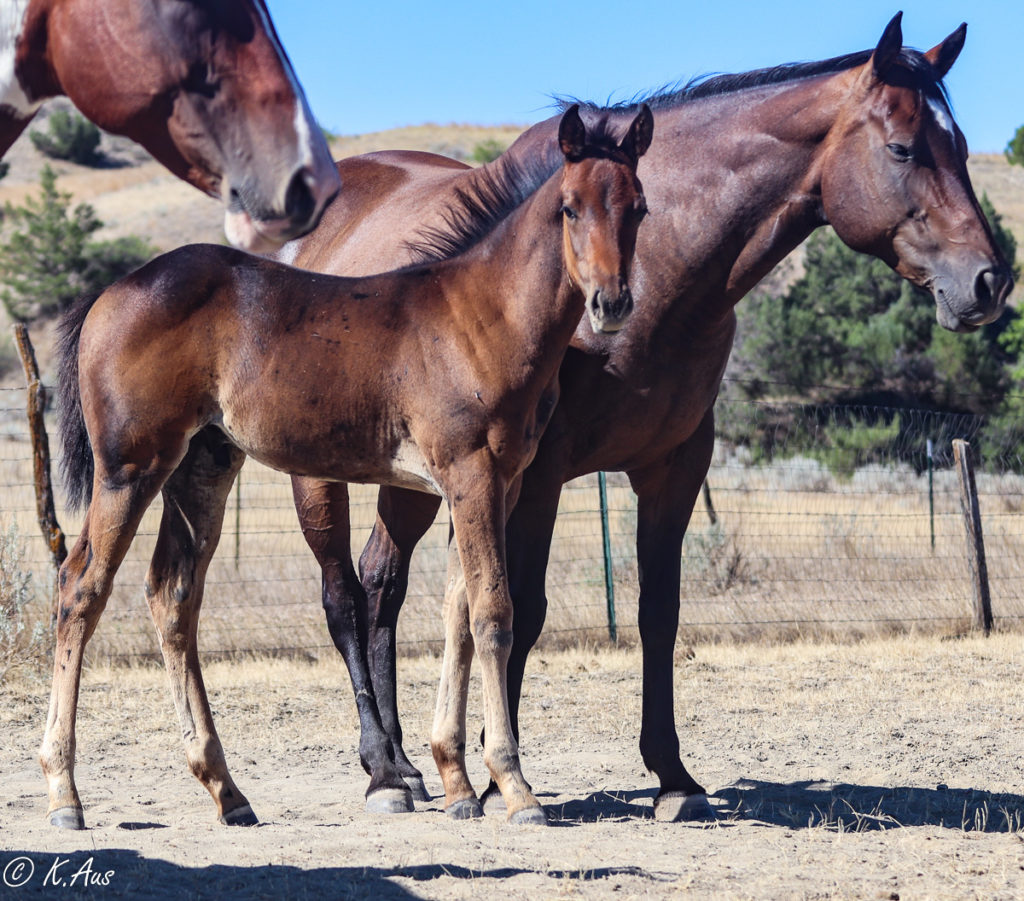 One Horse, Two Horse, Brown Horse, Blue Horse