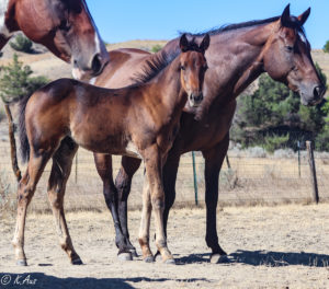 Barrel prospect with his dam, an own daughter of Rare Bar