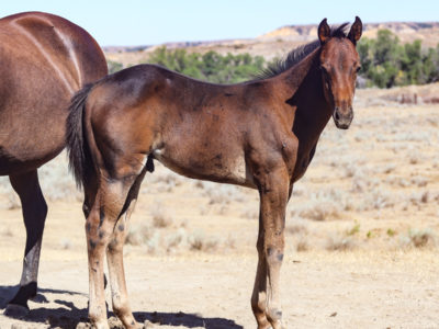Grandson of Dash for Perks and Rare Bar