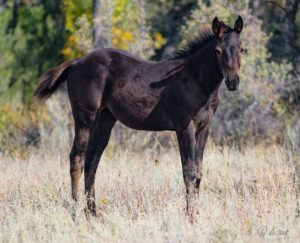 Quarter Horse colt