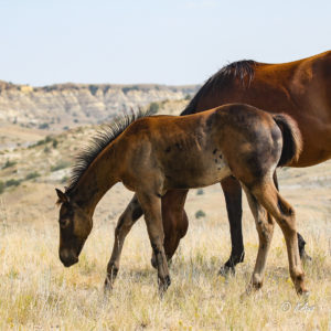 Brown Quarter Horse colt