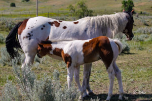 Paint colt - racebred - barrel horse prospect