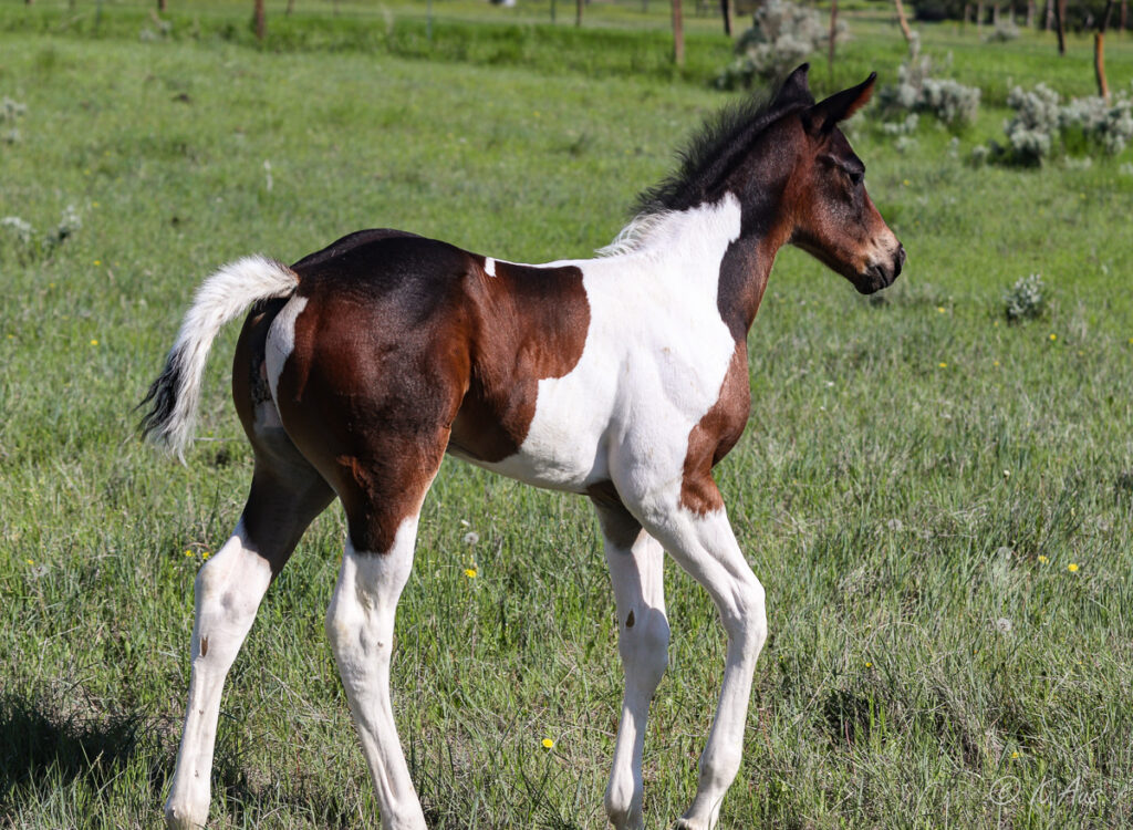 Paint stallion prospect at about a week old
