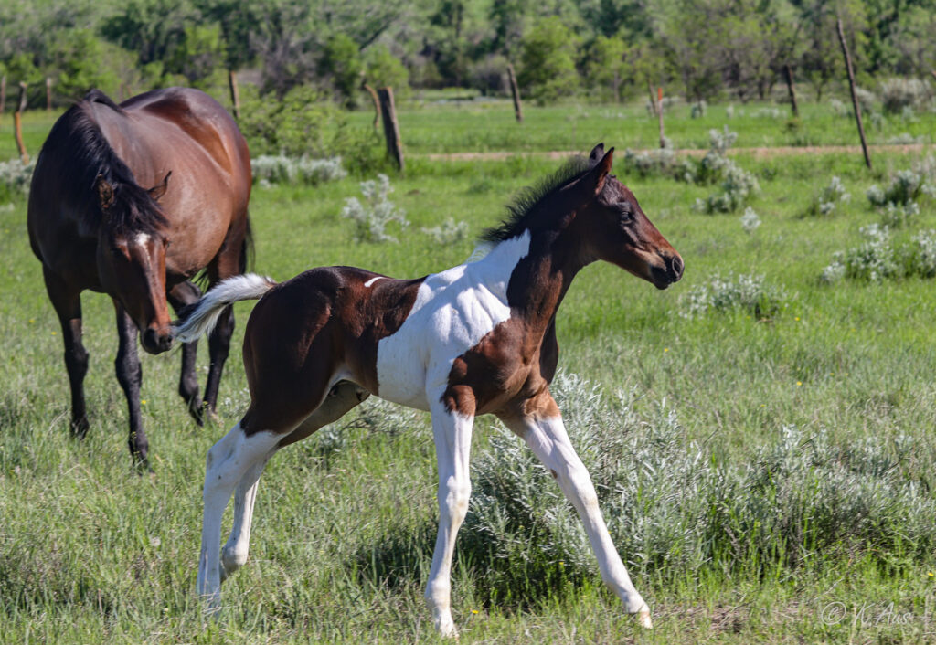 Paint barrel horse and stallion prospect for sale - running in the pasture