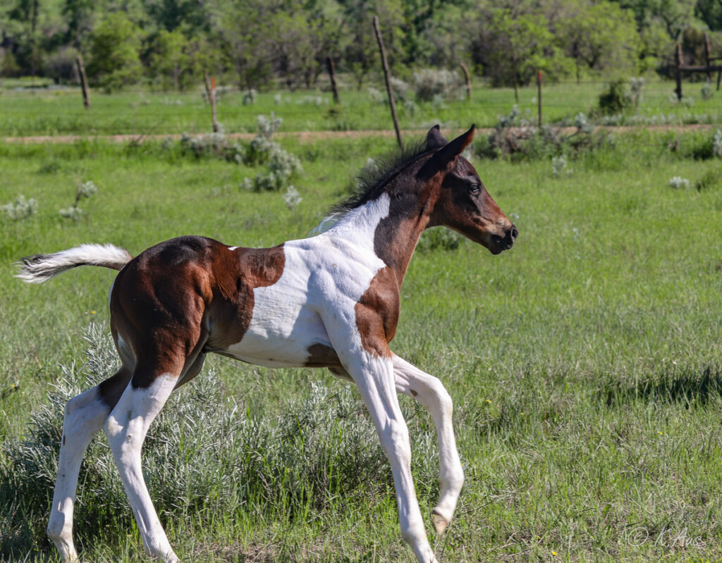 Paint barrel horse and stallion prospect for sale - running in the pasture