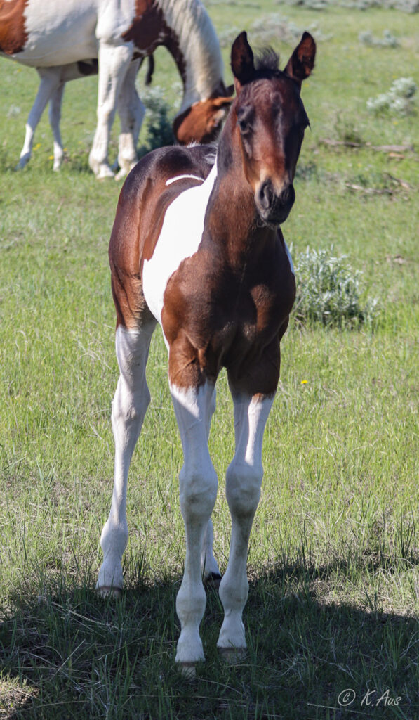 Front shot of a Paint colt for sale