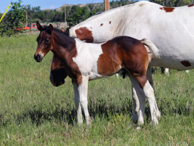 Paint colt for sale