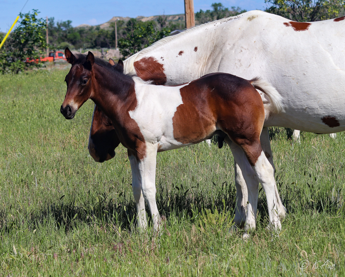 Windy Country’s 2022 Black/Brown Tobiano Colt