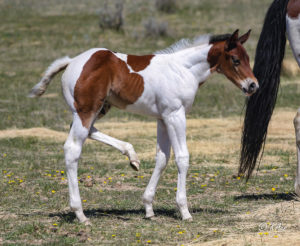 Paint colt - racebred - barrel horse prospect