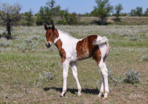 Paint colt - racebred - barrel horse prospect